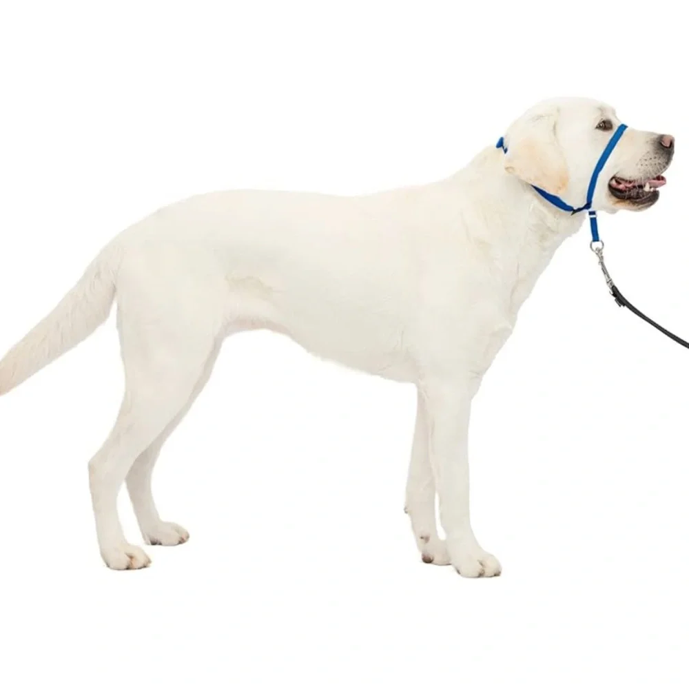 PetSafe Gentle Leader Headcollar No-Pull Dog Collar - Large, Royal Blue